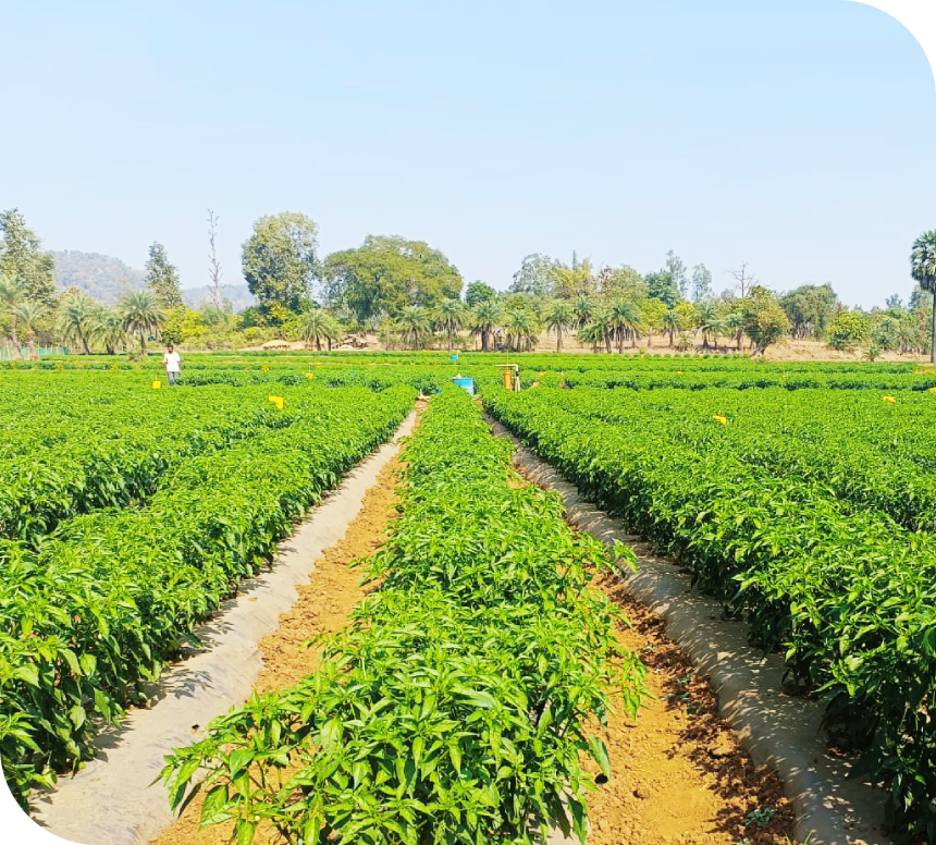 Residue-Free & Sustainable  Farming